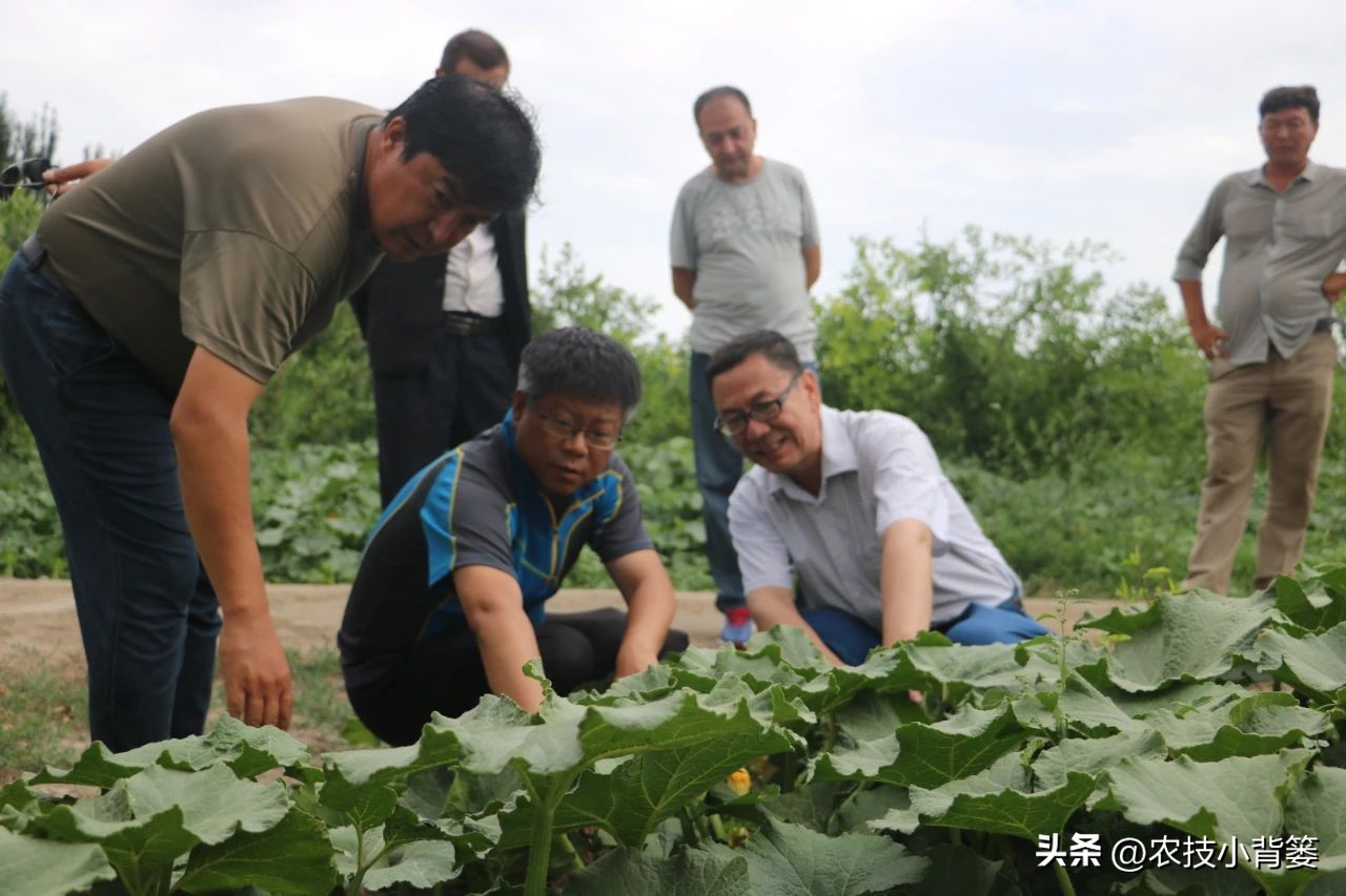 粉虱虫打什么农药,粉虱要用什么农药才能消灭
