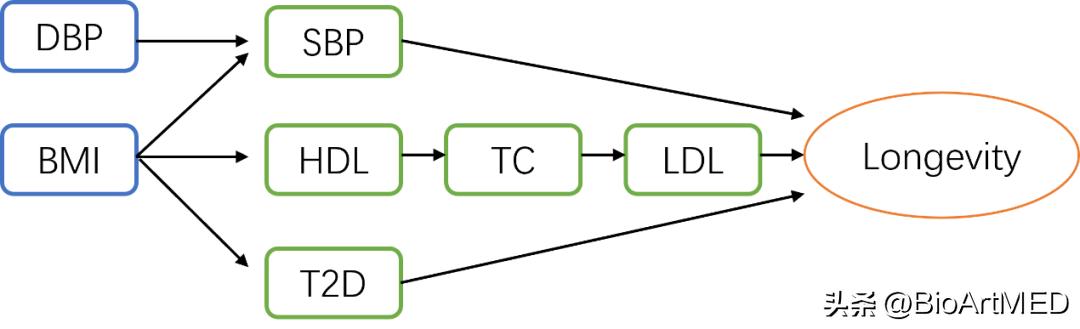 年龄会对bmi有影响吗,bmi为什么会降低