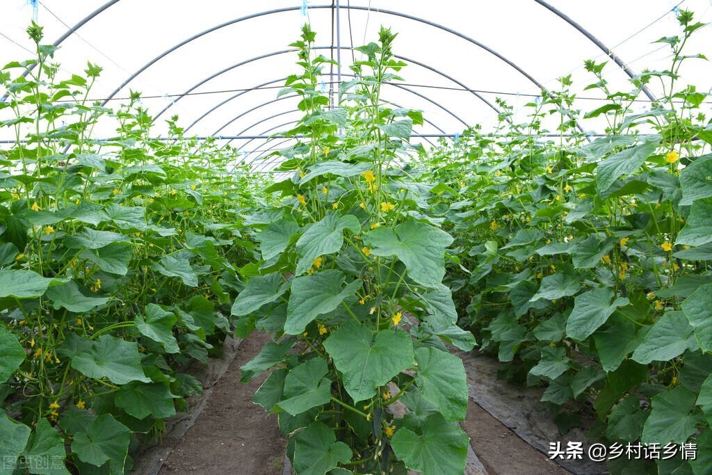 防治茄子瓢虫土方法,露地茄子如何防治七星瓢虫