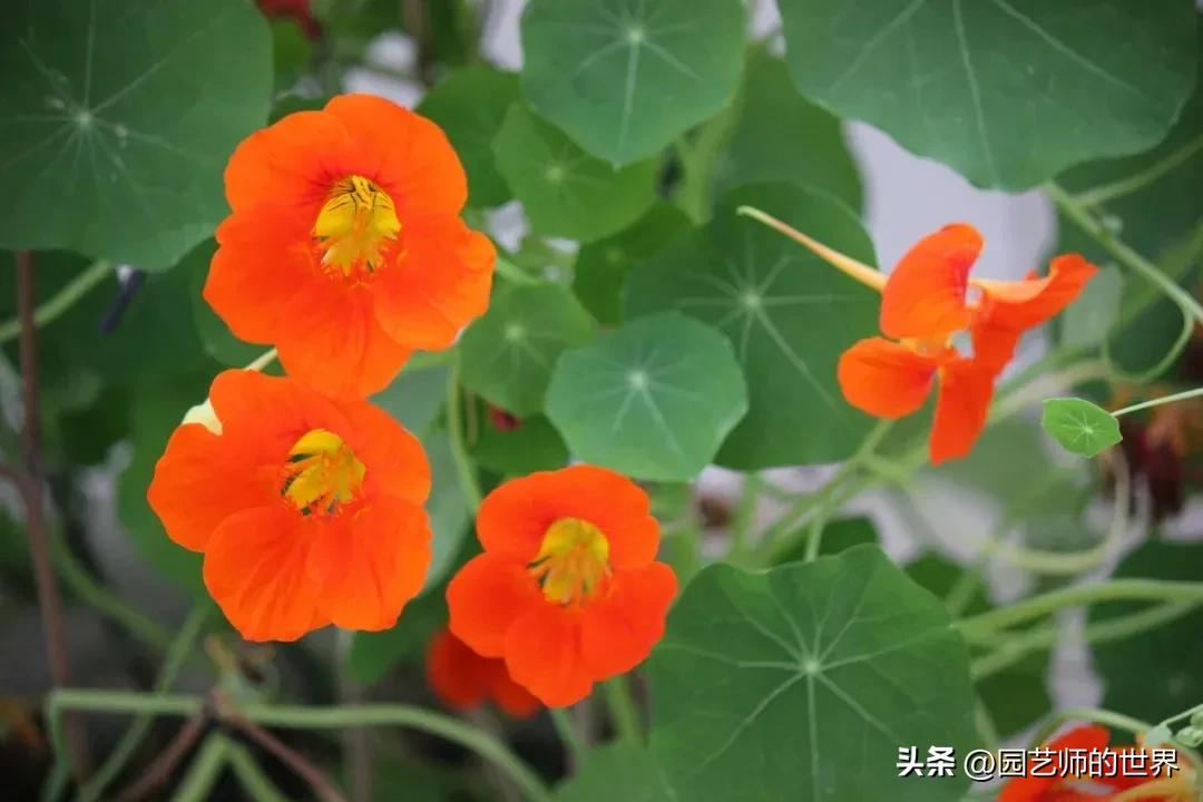 椋熺敤鑺卞崏鐑归オ鎸囧崡,椋熺敤鑺卞崏鍚嶅崟澶у叏