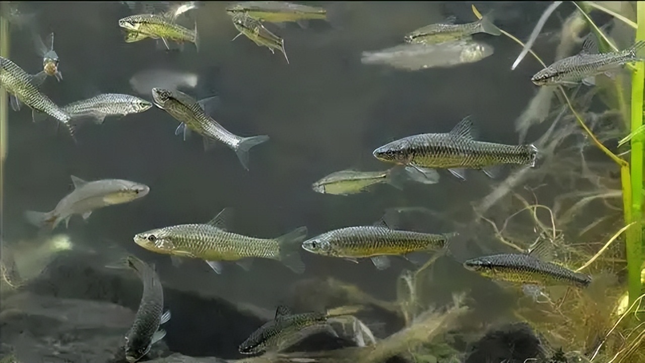 养鱼的正确方法和体验,新手养鱼小知识解析常见养鱼误区