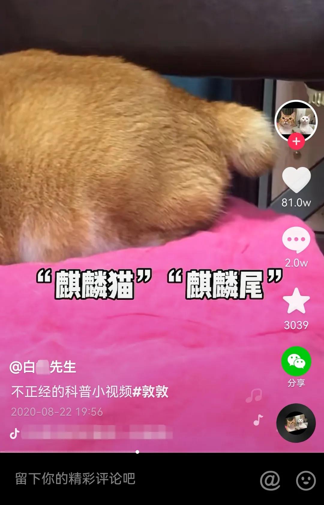 哪种猫招财好养活,哪种猫最招财又好养