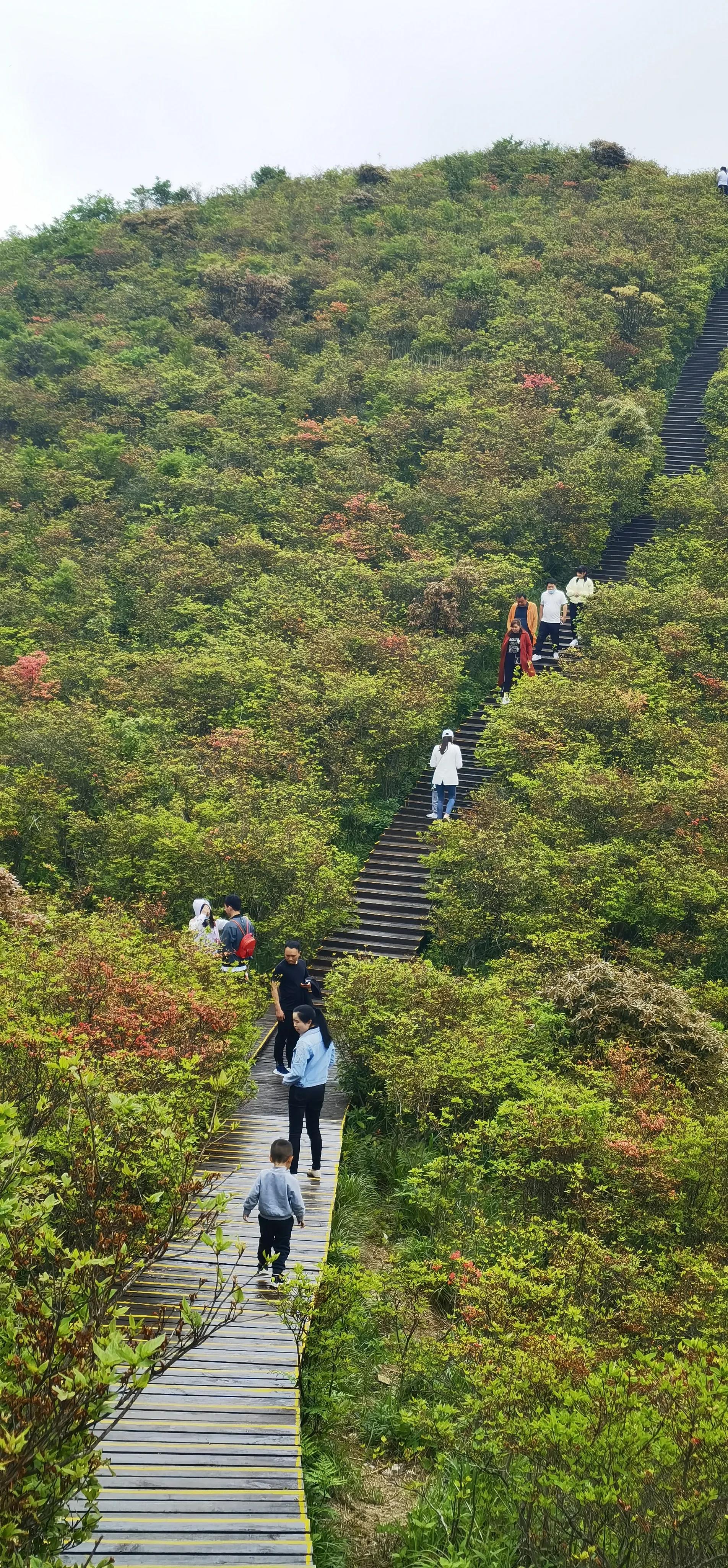 浏阳大围山森林公园浏阳河源头,大围山杜鹃花在哪个景点看