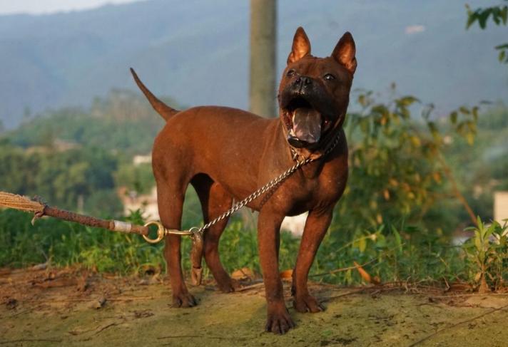 大狗禁养品种,大狗不让养只能送人