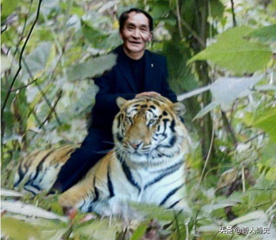 周正龙东北虎造假事件,周正龙养蜂致富