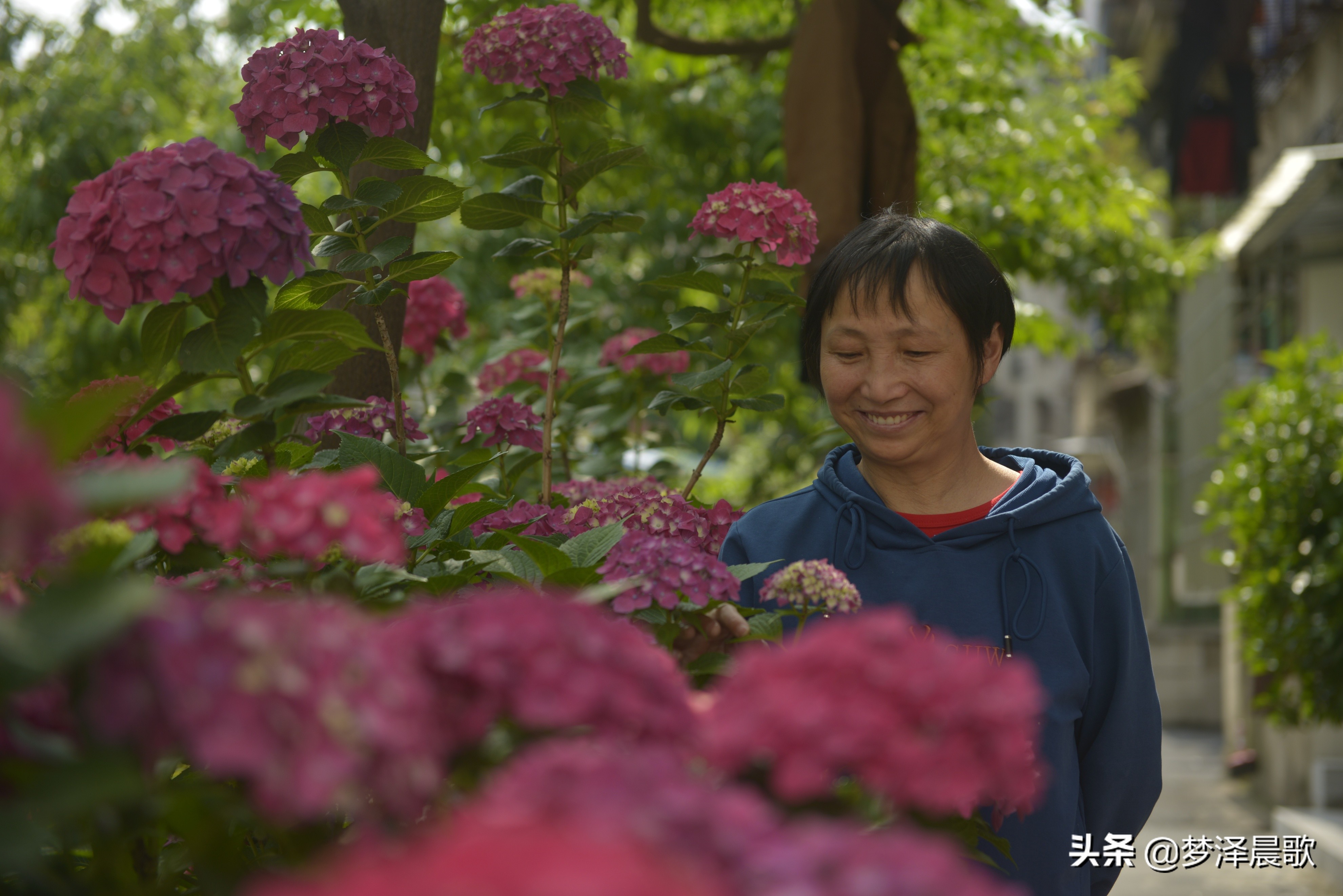 绣球花季不可错过的风景,满山遍野绣球花开惹人醉