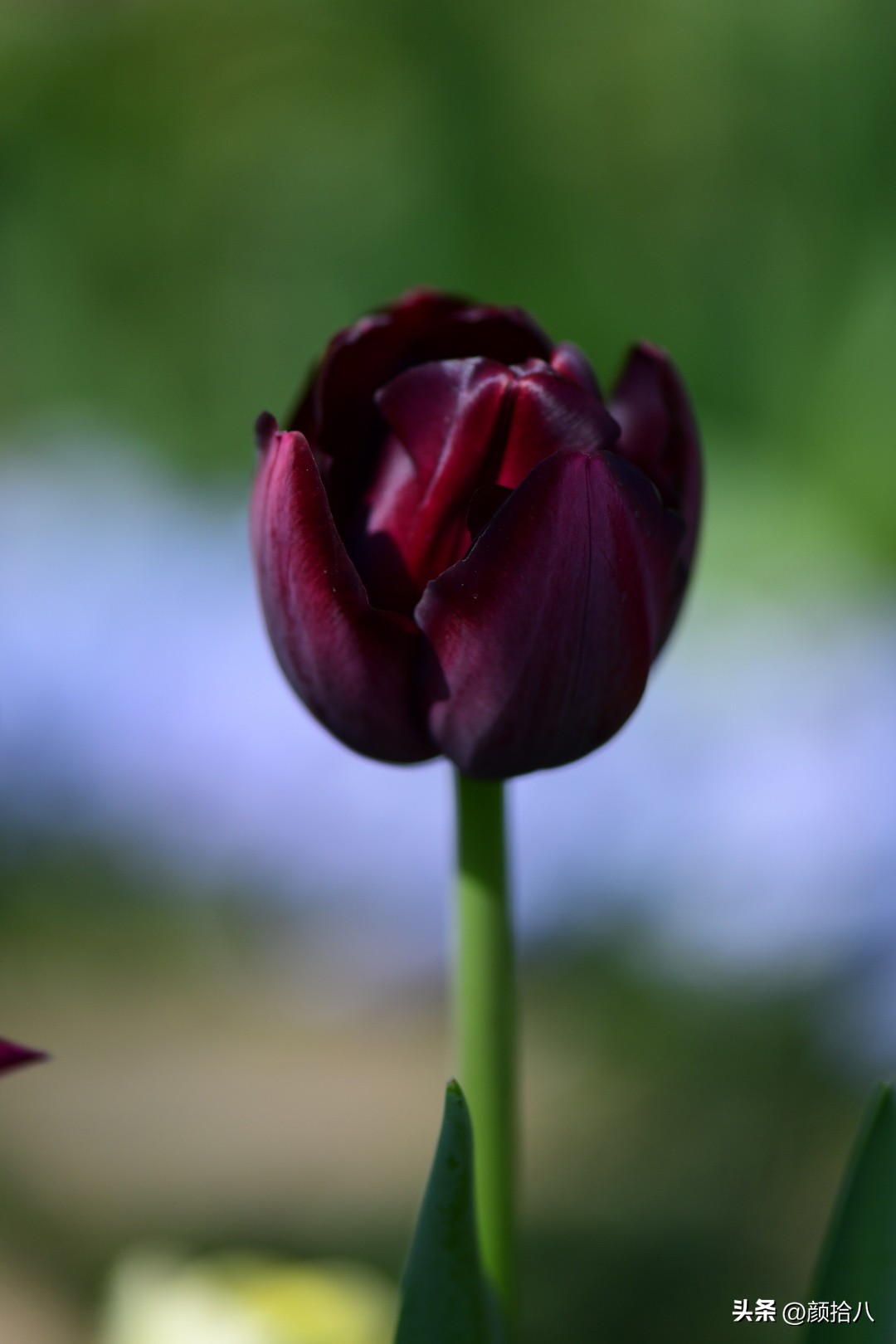 盘点今年河马花园里最美的几款郁金香|园丁