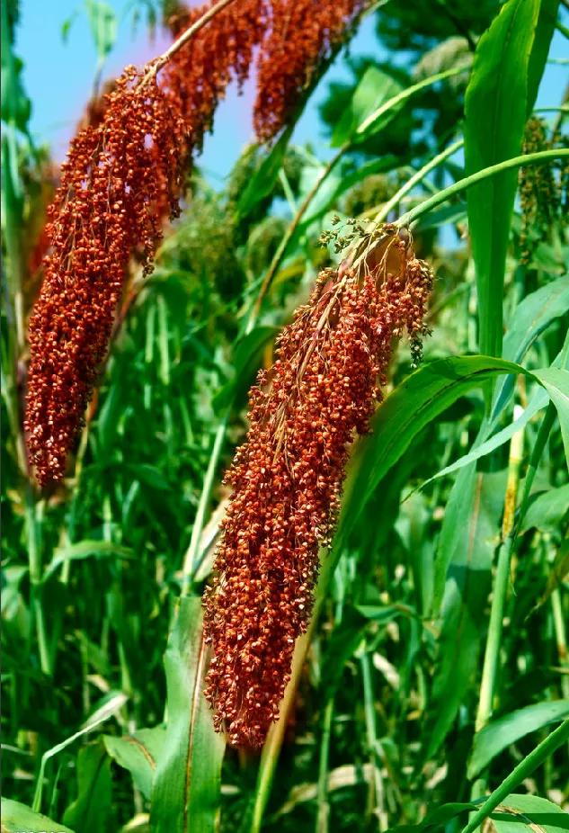 高粱种子图片大全,大片高粱成熟图片
