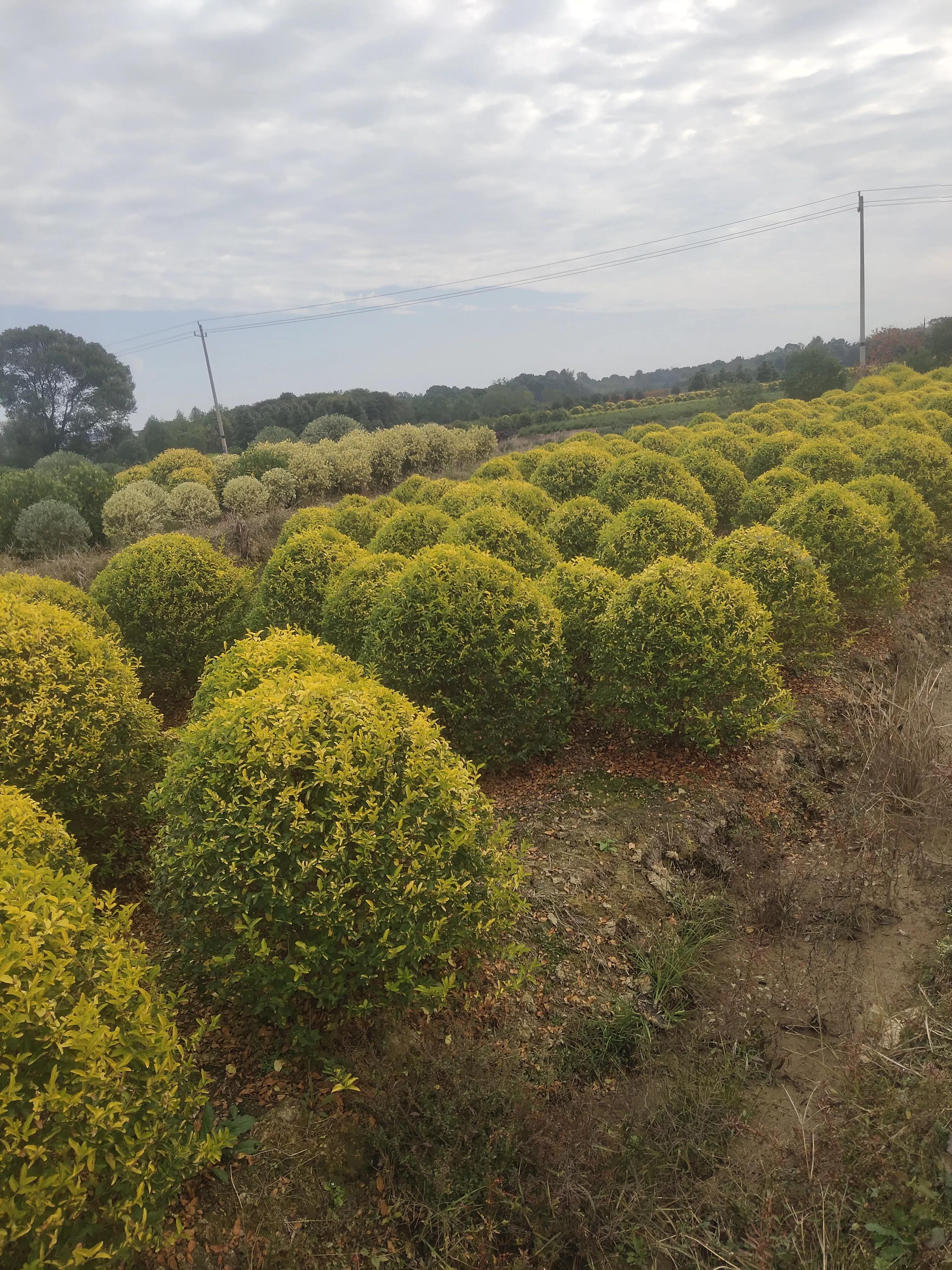 全国乡村振兴九大经济树种,乡村振兴的植树造林成果