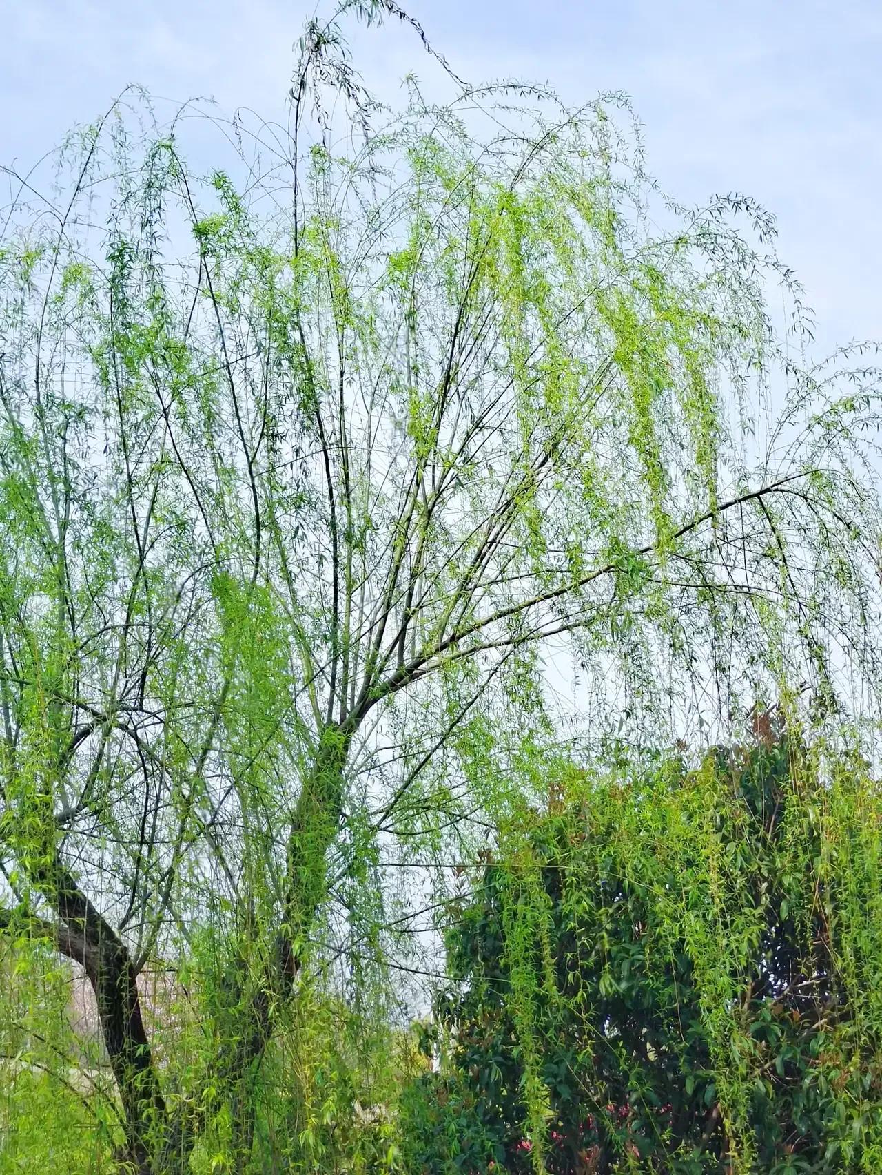 古人笔下那些绝美的柳诗词,古诗唐代诗人咏柳