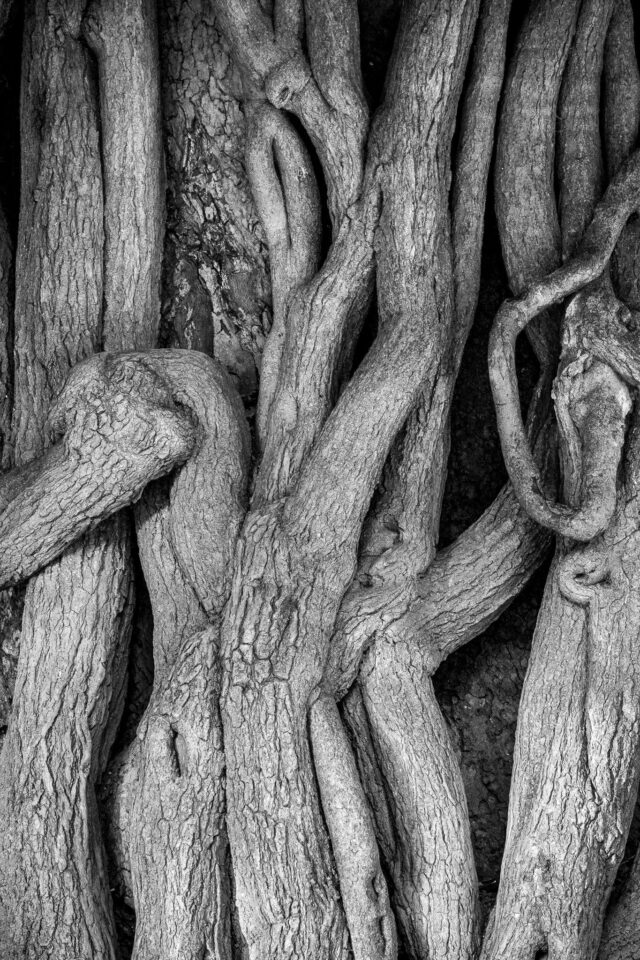 尼康af-p70-300镜头测评,微单转接老镜头推荐