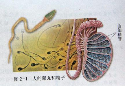 传说中的多*丸睾**是一种什么样的体验？