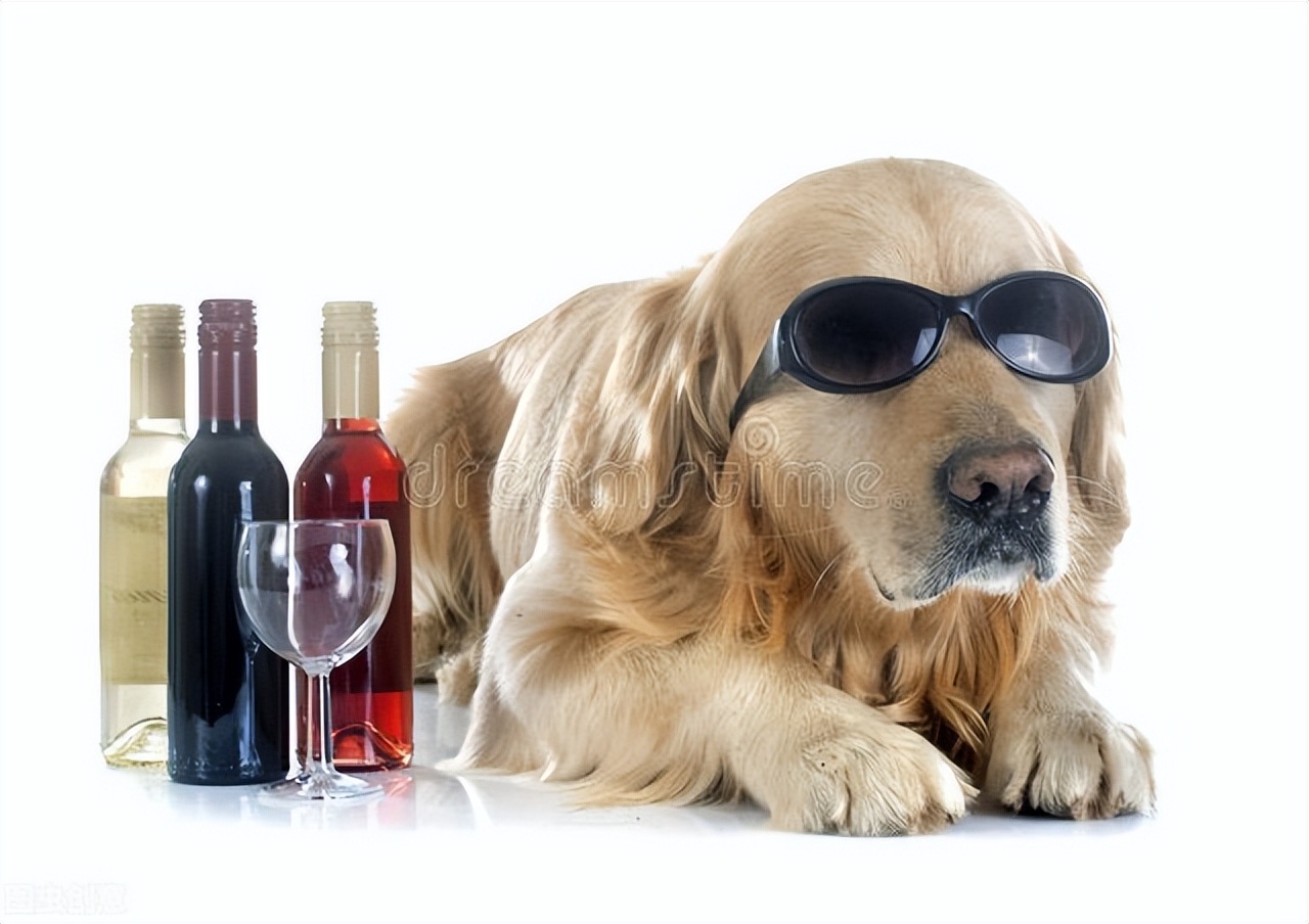 狗偷喝主人的酒会怎么样,狗狗偷喝主人的酒第二天也没醒来