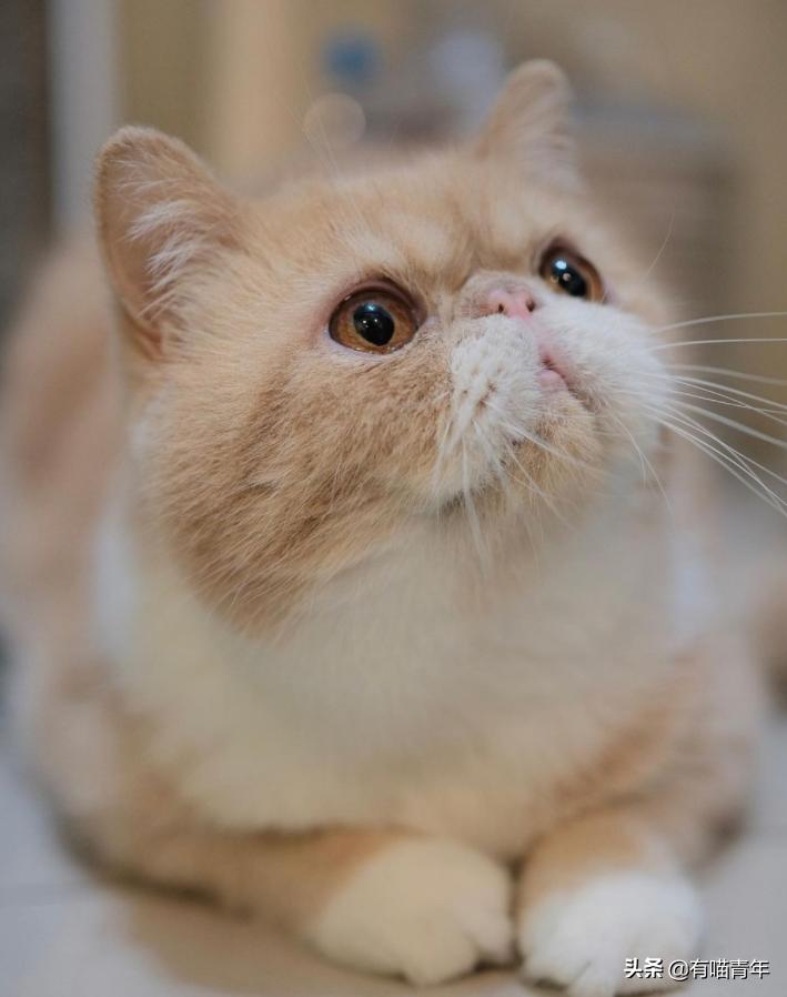 流泪猫猫头原图,最近猫猫头为什么这么火