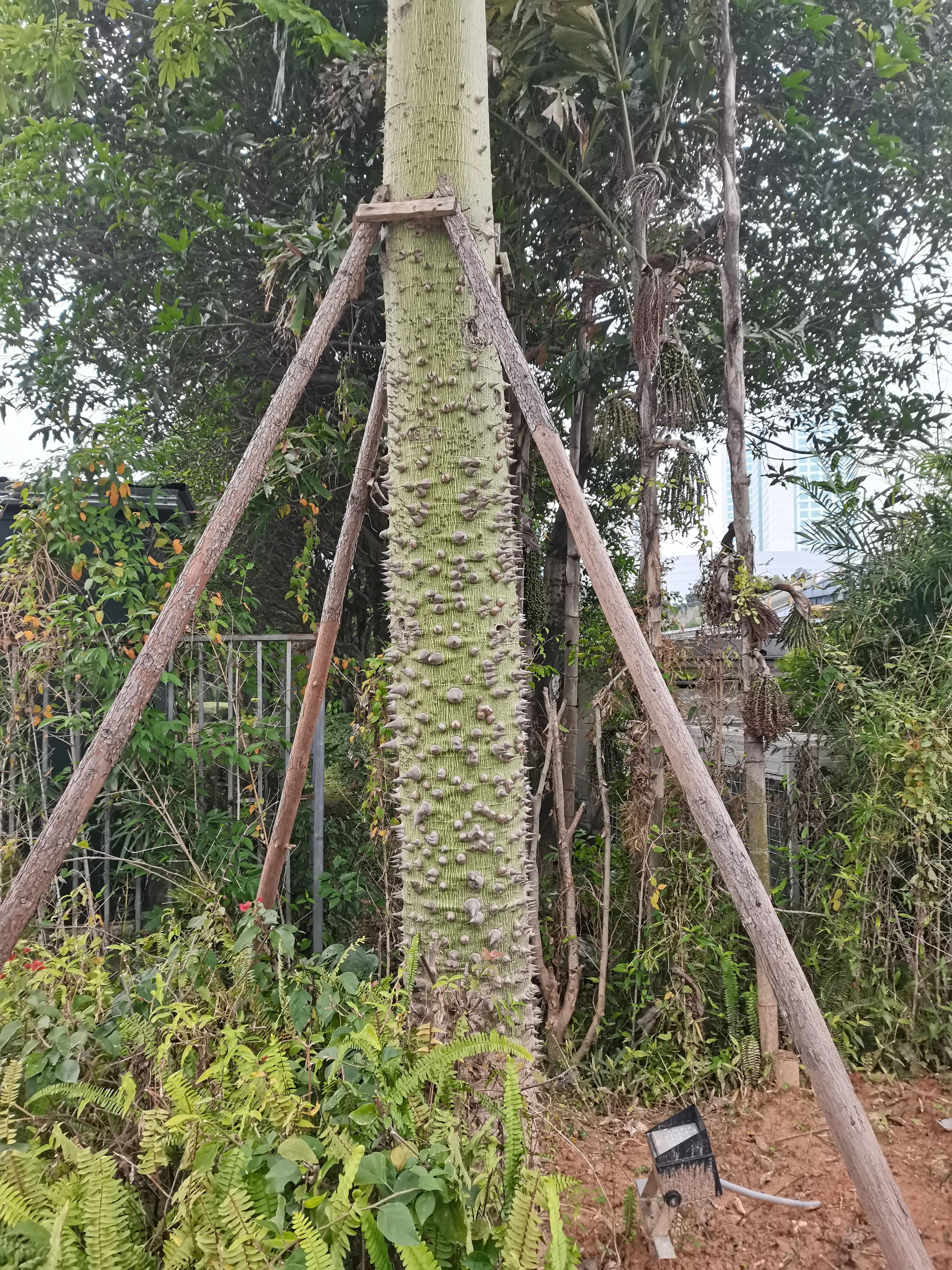 福州郁金香温泉公园,福州花海公园郁金香