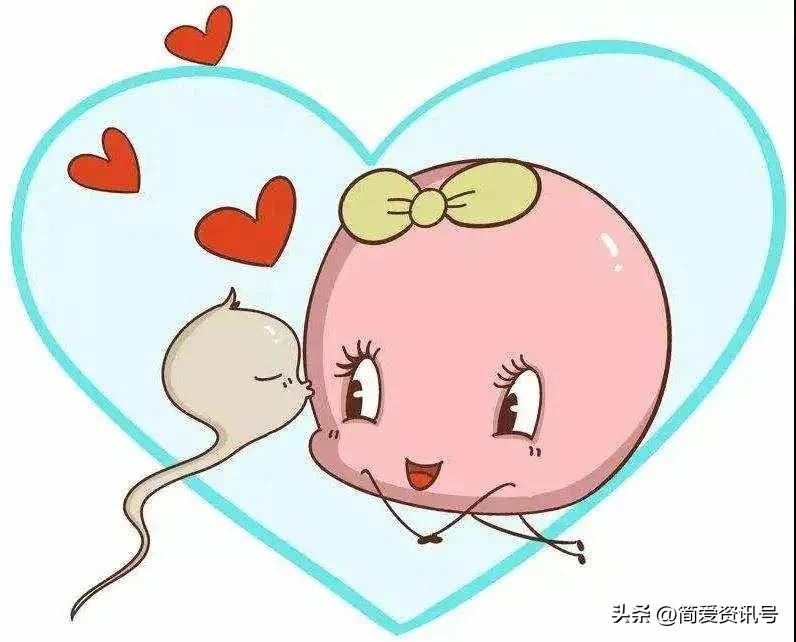 “精子”进入体内后会发生什么?