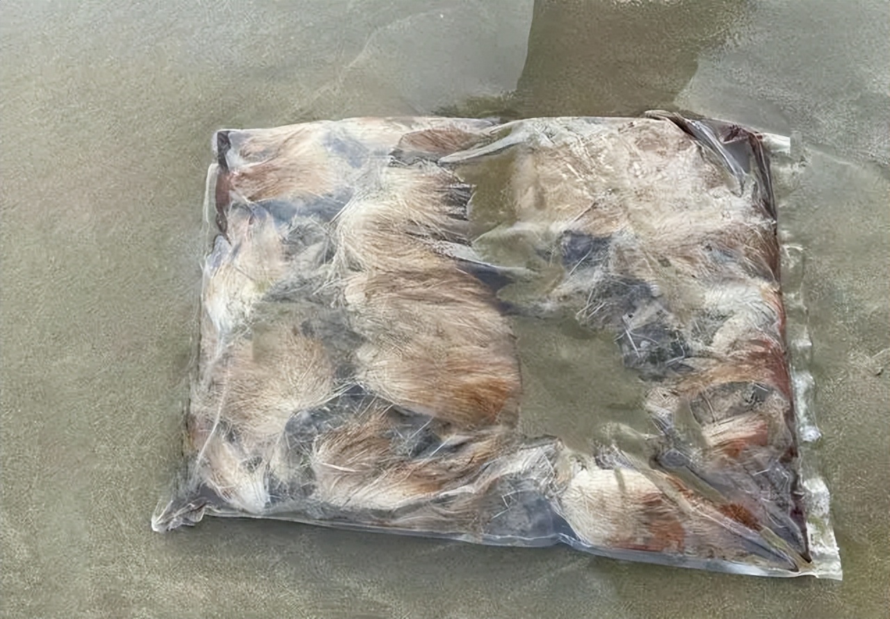 一克400元供不应求，麝香卖那么贵，为什么没几个人养殖？