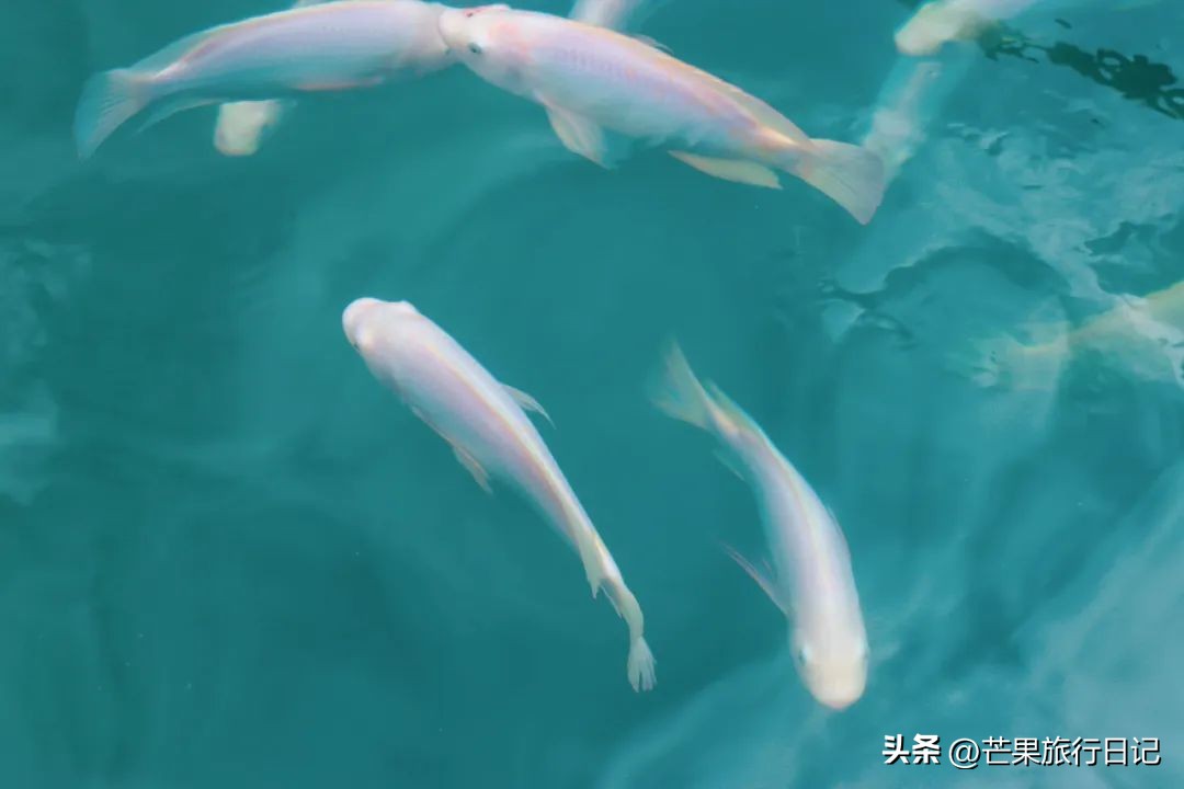 万绿湖是广东省最大的一个湖吗,广东最大人工湖万绿湖