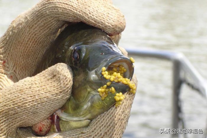 罗非鱼外国人为什么不吃,罗非鱼是中国本土物种吗