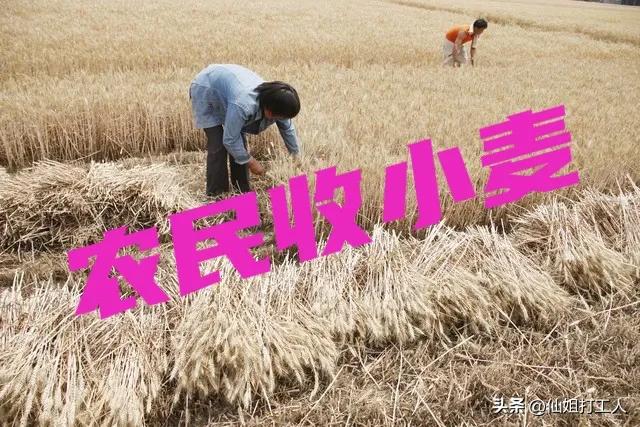 交过公粮的农民何时领到养老金,交过公粮的农民怎么领取养老金