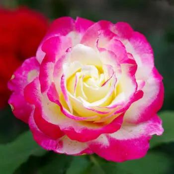 月季美图100张,月季花唯美高清图片大全