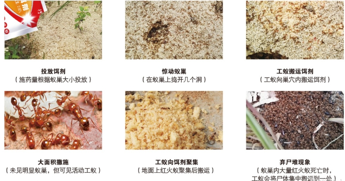 红火蚁已入侵12省份是真是假,红火蚁入侵省份和地区有哪些