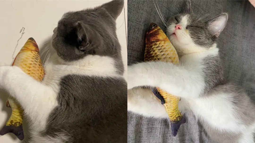 毛毛宠城堡新宠:登登|写给我的小猫咪