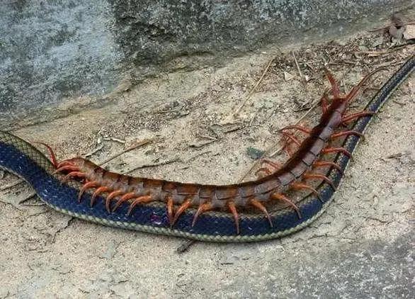 长很多只脚的小动物蜈蚣,蜈蚣是有8条腿的昆虫吗