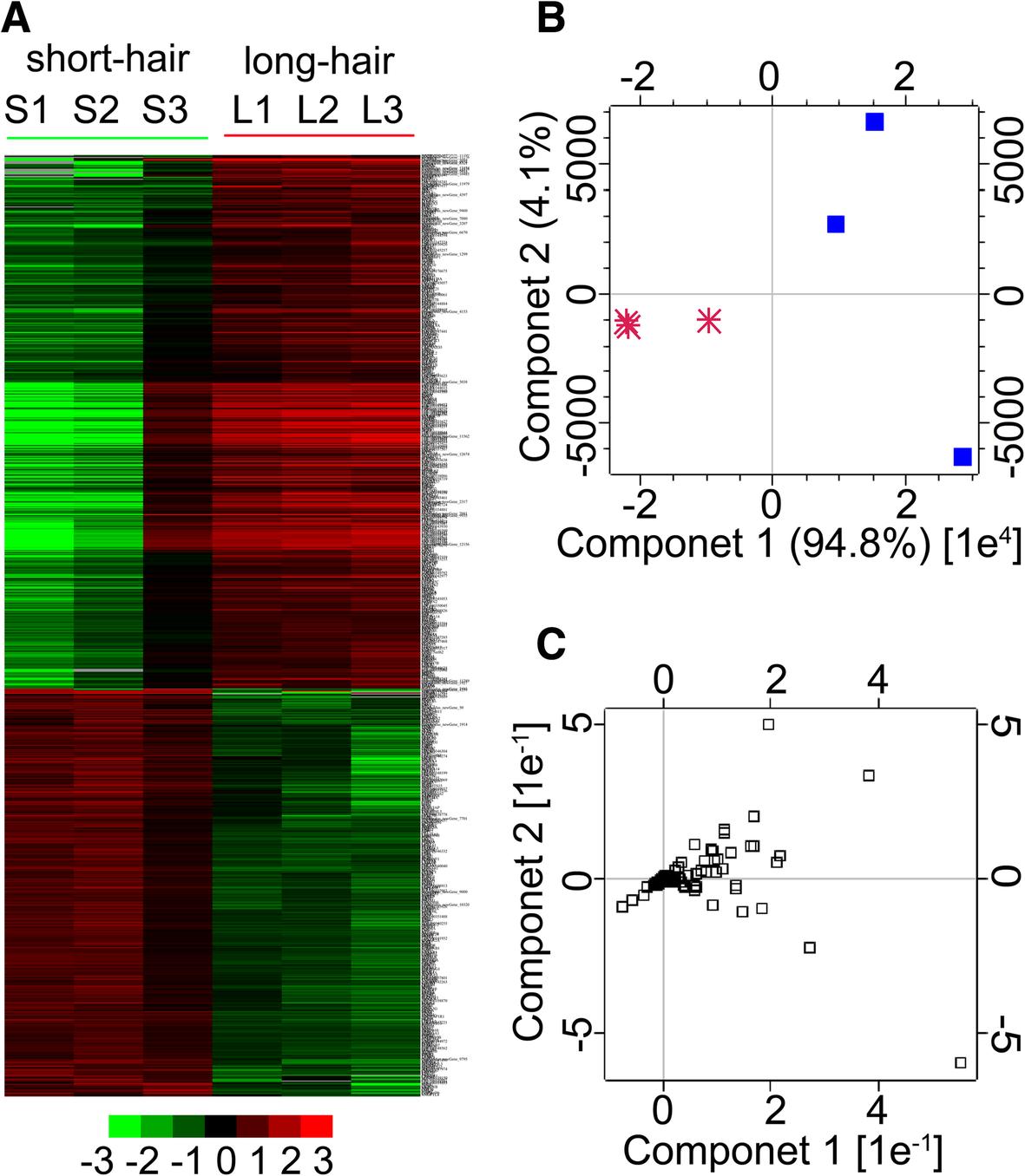 短毛兔和长毛兔小时候的区别,短毛和长毛的区别图片