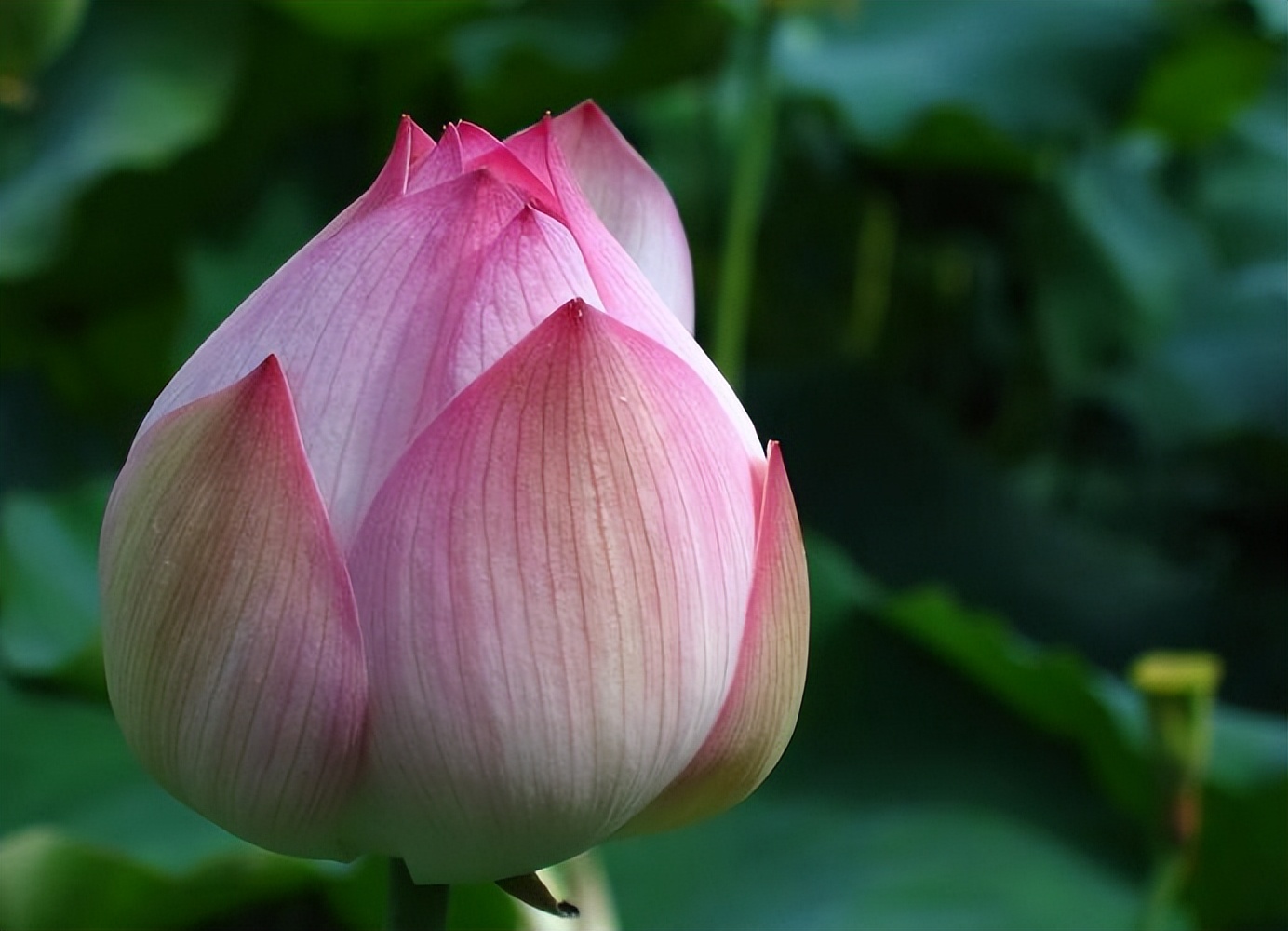 中国荷花和佛教的莲花,莲花和荷花哪个代表佛教