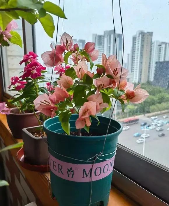 三角梅怎么越冬最低温度是多少,怎样判断三角梅冬天是否被冻死