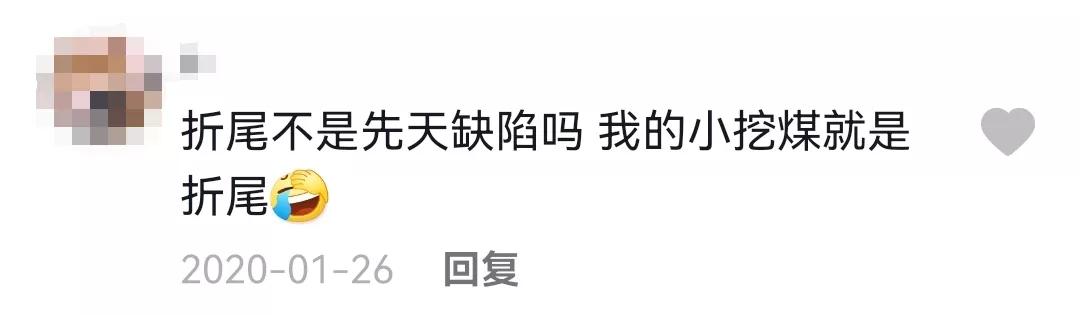 哪种猫招财好养活,哪种猫最招财又好养