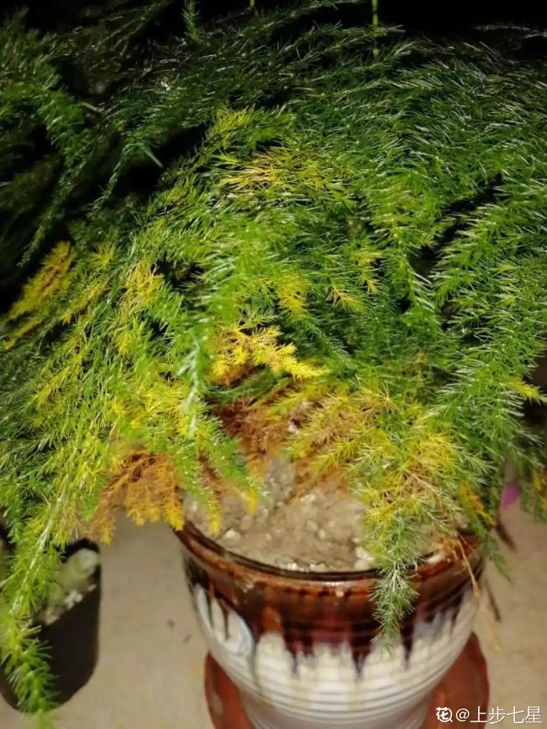 给花剃头,发财树剃光头后发了新芽长不大