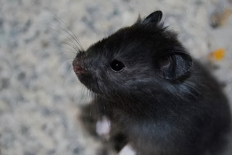 新手怎么养仓鼠教程,新手如何正确养仓鼠