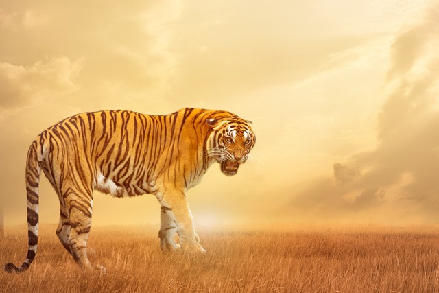 生肖虎一辈子对谁最好,生肖虎的最终的情感归属