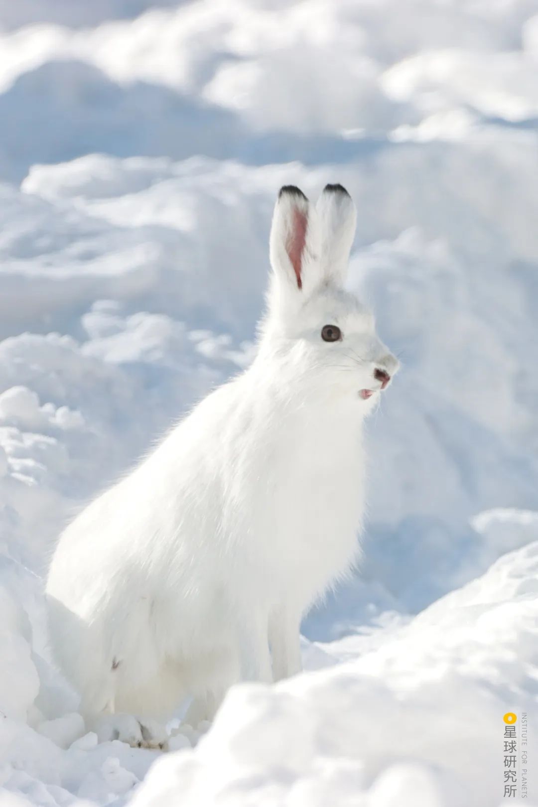 兔年来了,兔年来了怎么样