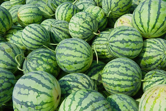 眼看西瓜要亏本，瓜农心生一计让附近村民们成为盗瓜贼为亏损买单