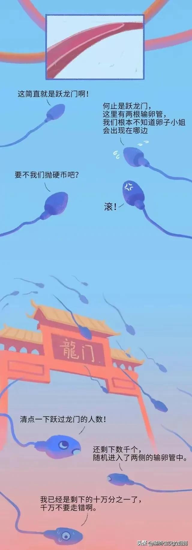 精子进入女性体内的24小时，都经历了什么？漫画