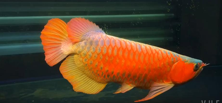 六角龙鱼换水的正确方法,龙鱼换水受惊吓了怎么办