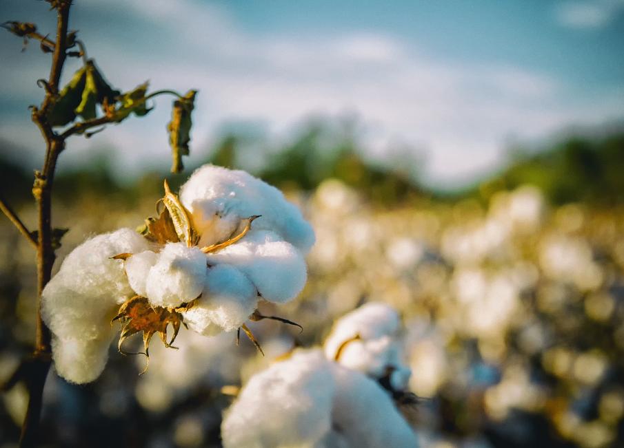 芝麻最早什么时候种,芝麻最早从哪里传入中国