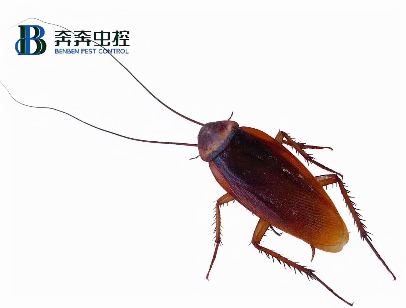 家有蟑螂怎么办灭蟑攻略来袭,家里有蟑螂用哪种杀蟑办法