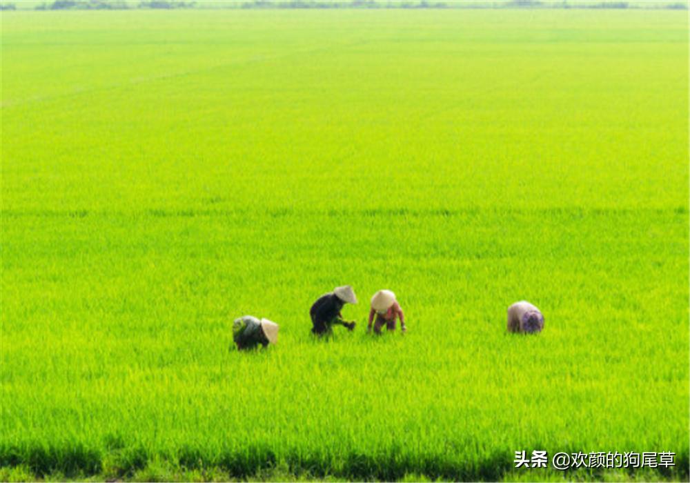 大寒见三白猪狗不吃黑是什么意思,农村俗语三不借