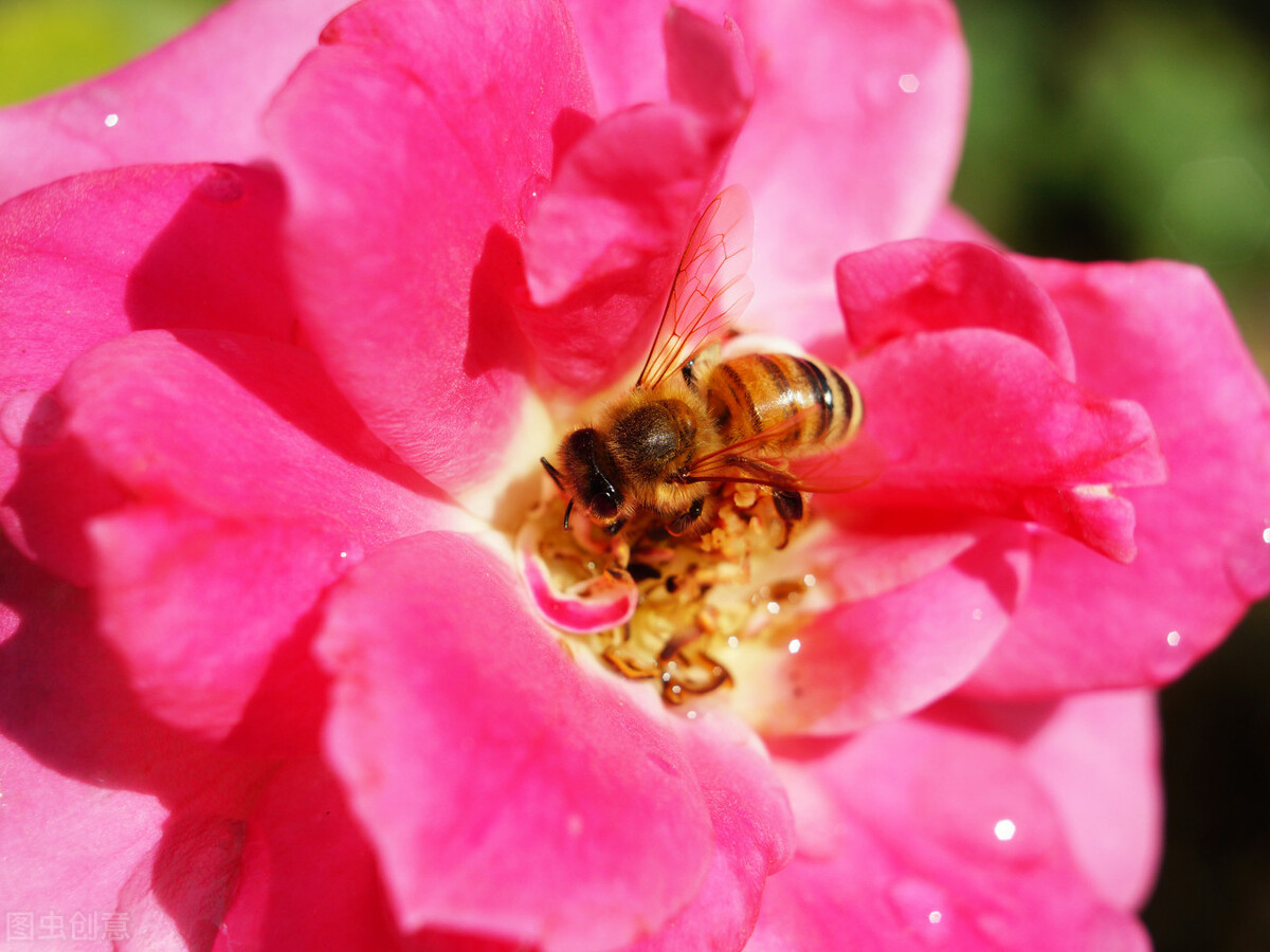 玫瑰花的各种颜色的花语和寓意,各种颜色的玫瑰花花语大全