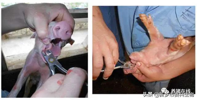 母猪产后综合症怎么预防,母猪产后怎么判断母猪炎症消了