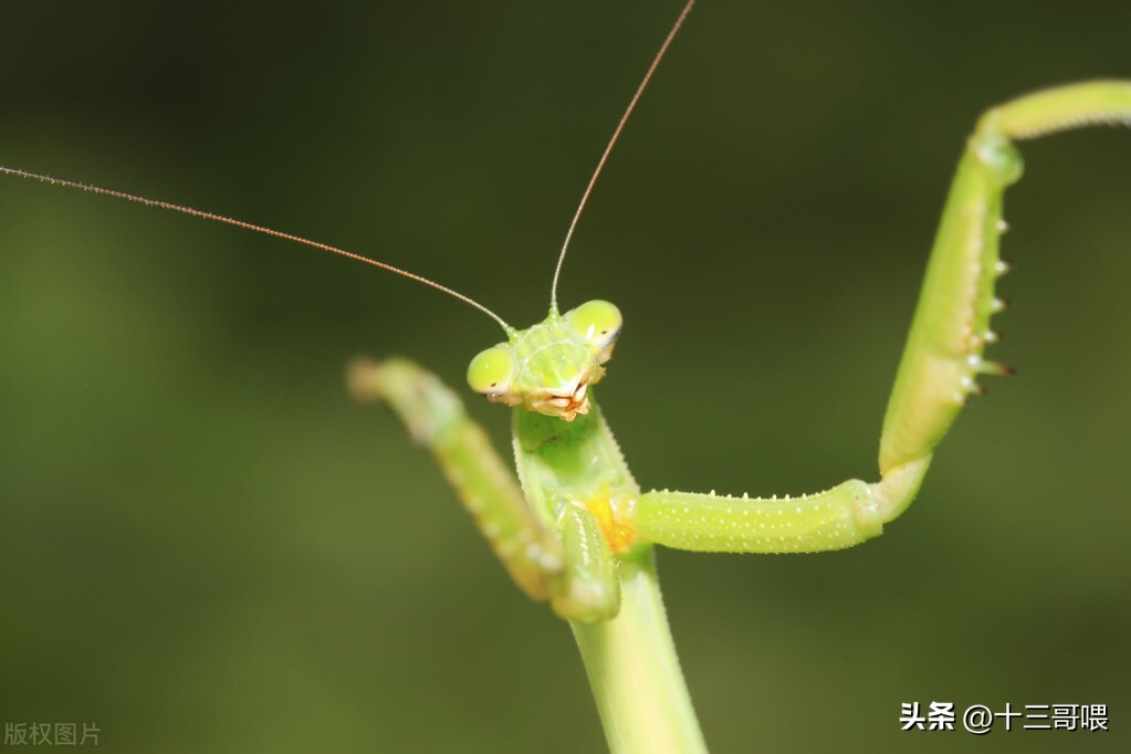 昆虫记螳螂死亡,昆虫记螳螂的特征和生活习惯