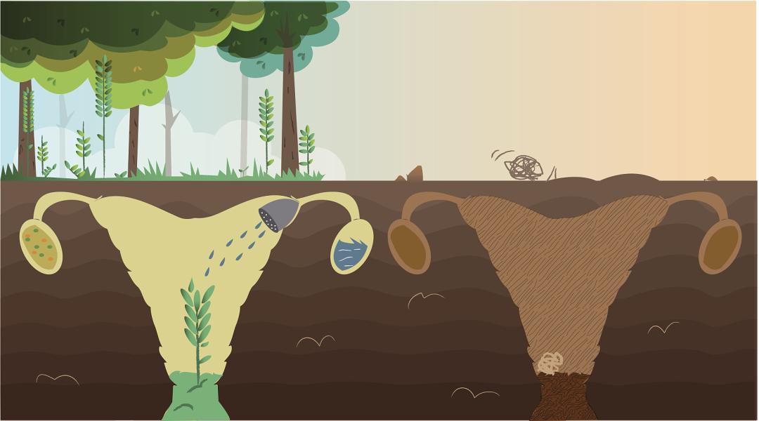 干细胞对卵巢功能衰退的治疗,干细胞应用于卵巢早衰的原理