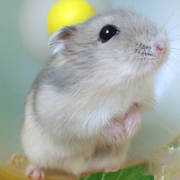 仓鼠饲养十大禁忌有哪些呢,仓鼠饲养十大禁忌是什么呢