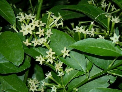 对房屋危害最大的植物,小区树木存在安全隐患