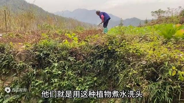 有白头发不用愁,有白头发的不要发愁