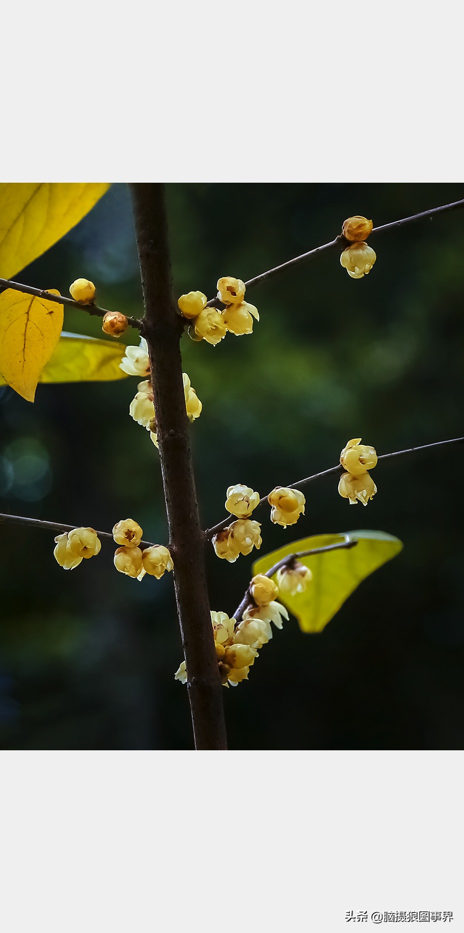 教你几个拍摄腊梅的摄影技巧干货,腊梅花怎样拍照好看